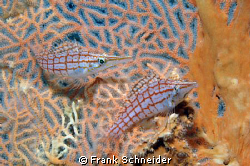 Longnose Hawkfish siiting in a Gorgonia Seafan; it took 3... by Frank Schneider 